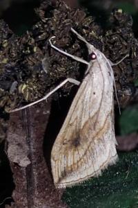 <i>Evergestis forficalis</i>