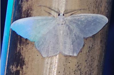 <i>Jodis lactearia</i>