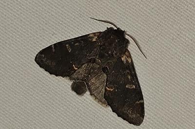 <i>Notodonta dromedarius</i>