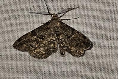 <i>Peribatodes rhomboidaria</i>