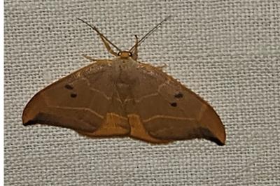 <i>Watsonalla binaria</i>