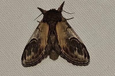 <i>Notodonta ziczac</i>