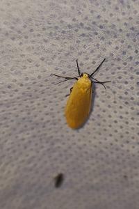 <i>Wittia sororcula</i>