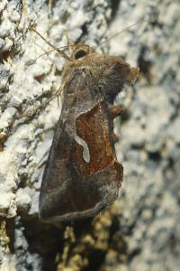 <i>Macdunnoughia confusa</i>