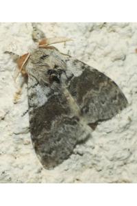 <i>Calliteara pudibunda</i>