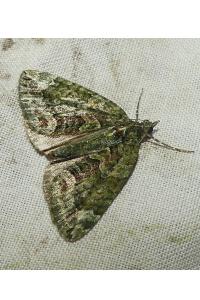 <i>Chloroclysta siterata</i>