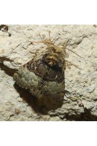 <i>Colocasia coryli</i>