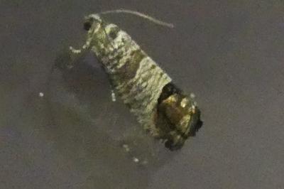 <i>Cydia pomonella</i>