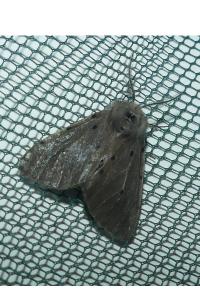 <i>Diaphora mendica</i>