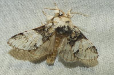 <i>Drymonia dodonaea</i>