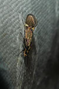 <i>Esperia sulphurella</i>