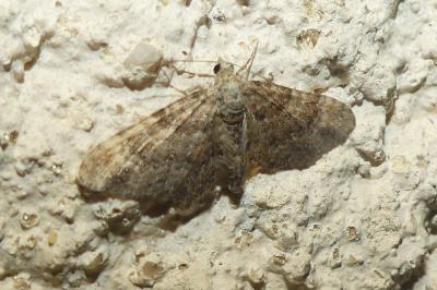 <i>Gymnoscelis rufifasciata</i>