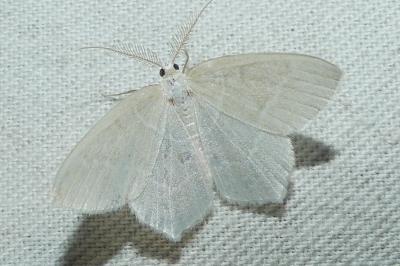 <i>Jodis lactearia</i>