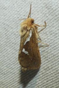 <i>Korscheltellus lupulinus</i>