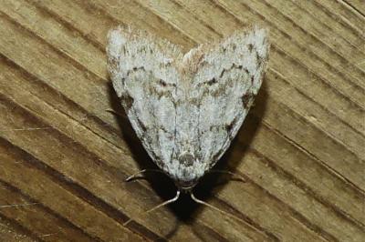 <i>Nola confusalis</i>