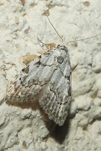 <i>Nola confusalis</i>