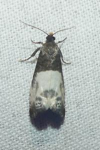 <i>Notocelia cynosbatella</i>