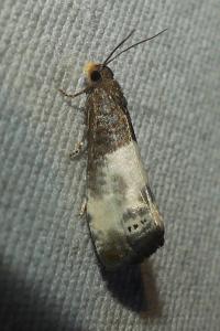 <i>Notocelia cynosbatella</i>