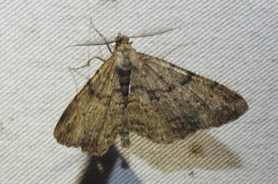 <i>Peribatodes rhomboidaria</i>