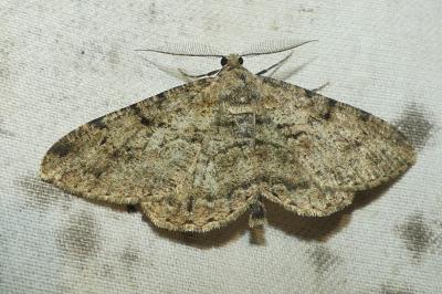 <i>Peribatodes rhomboidaria</i>