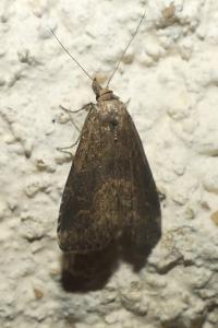 <i>Schrankia costaestrigalis</i>