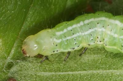 <i>Cosmia trapezina</i>