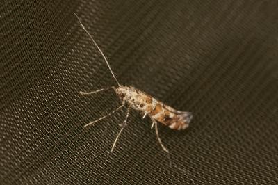 <i>Gracillaria syringella</i>