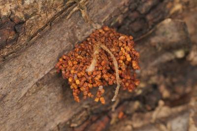 <i>Enarmonia formosana</i>