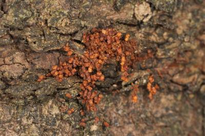 <i>Enarmonia formosana</i>