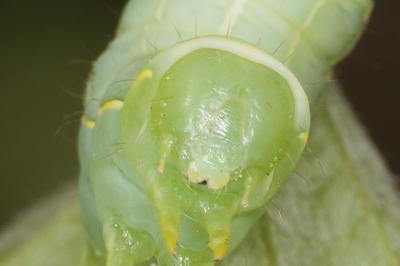 <i>Asteroscopus sphinx</i>