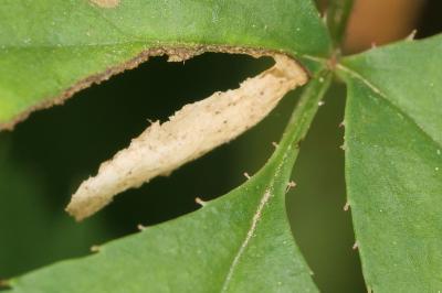 <i>Coleophora gryphipennella</i>