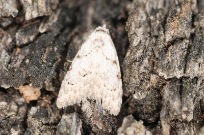 <i>Nola confusalis</i>