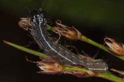 <i>Orthosia cruda</i>