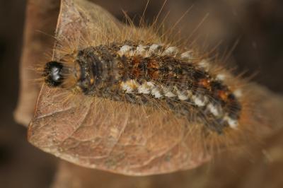 <i>Euproctis chrysorrhoea</i>