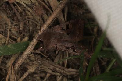 <i>Orthosia gothica</i>