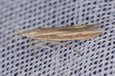 <i>Coleophora albicosta</i>