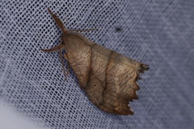 <i>Falcaria lacertinaria</i>