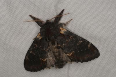 <i>Notodonta dromedarius</i>