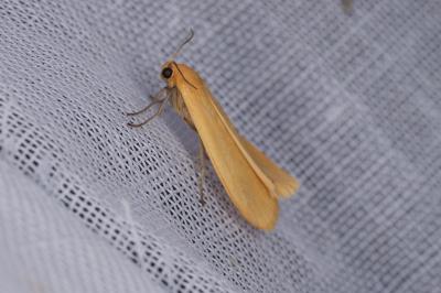 <i>Wittia sororcula</i>