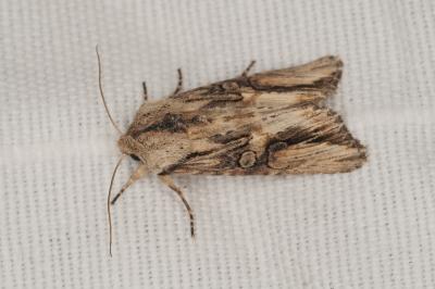 <i>Egira conspicillaris</i>