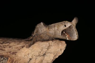 <i>Clostera anachoreta</i>