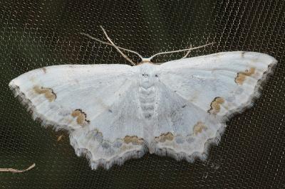 <i>Scopula ornata</i>