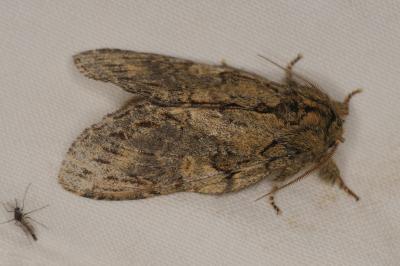 <i>Peridea anceps</i>