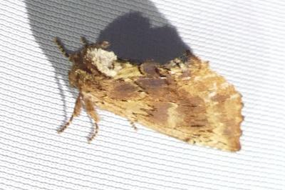 <i>Ptilodon capucina</i>