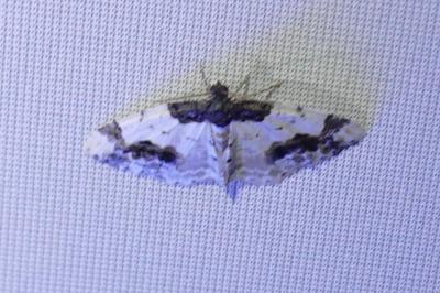 <i>Ligdia adustata</i>