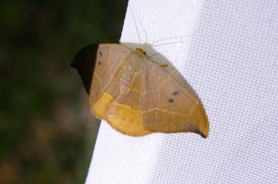 <i>Watsonalla binaria</i>