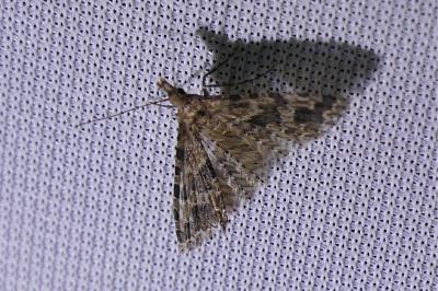 <i>Alucita hexadactyla</i>