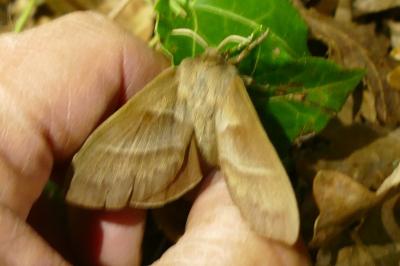 <i>Macrothylacia rubi</i>