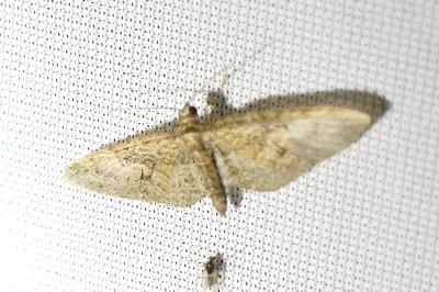 <i>Eupithecia abbreviata</i>
