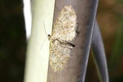 <i>Eupithecia abbreviata</i>